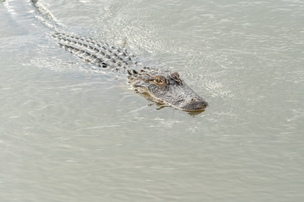 Indonesian Crocodile Mimics Drowning Person, Luring Rescuers into Trap