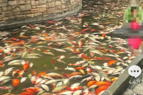 Mass deaths of ornamental fish in Chongqing park due to poisoning