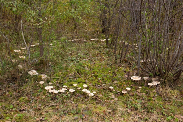 Why do some fungi grow into mysterious “fairy rings”?
