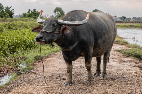 Thai Buffalo Reaches 185 cm in Height, Becomes the Tallest Buffalo in the World