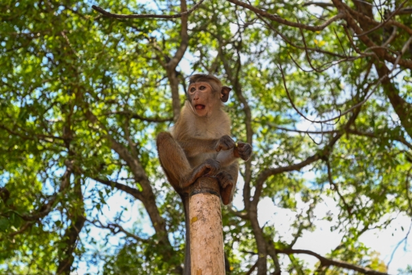 Sri Lanka Nationwide Power Cut: Is a Monkey the Mastermind?