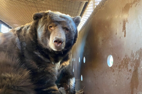 Large black bear found under a California house after wildfires.