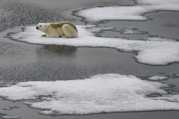Scientists Unveil Arctic Polar Bear Fur Ice Protection Secret Inspiring Innovative Ice Protection