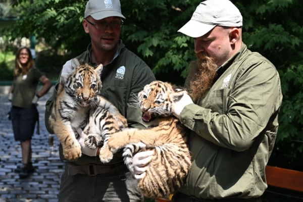 Photo Gallery: Two Rare Tiger Cubs from Hungary Make Their Cute Debut