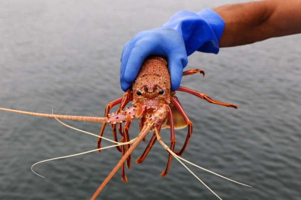 Long Island Restaurant in New York Releases 110-Year-Old Lobster into the Ocean