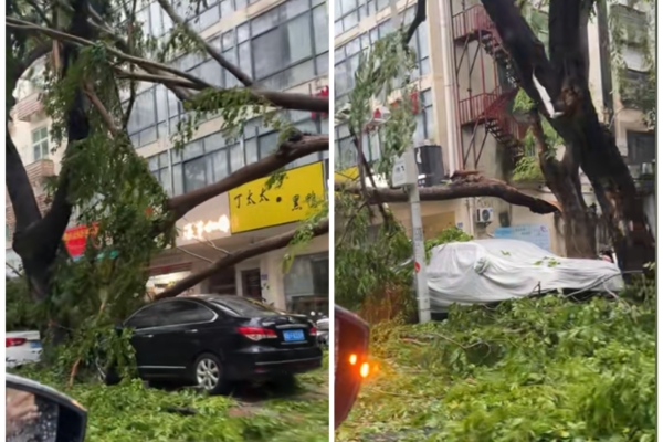 Typhoon Hits Sanya, Trees Toppled, Cars Damaged, Citizens Injured