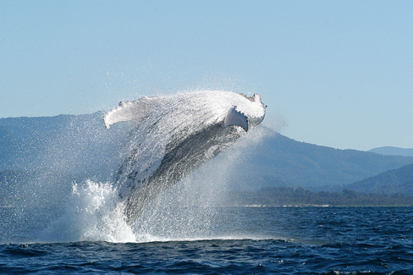 “Opening of Australia’s ‘Humpback Highway’: Commuter ferries give way”