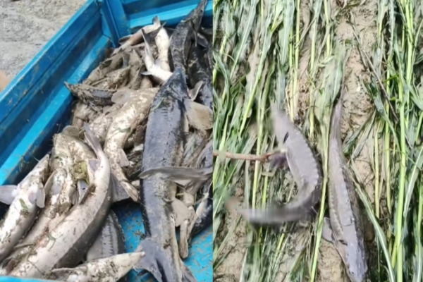 Flooding in Zunyi Aquaculture Base Washes Away Thousands of Sturgeons