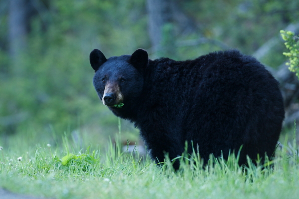 Black bear breaks into Florida home to take a bath, then sleeps in backyard for 6 hours