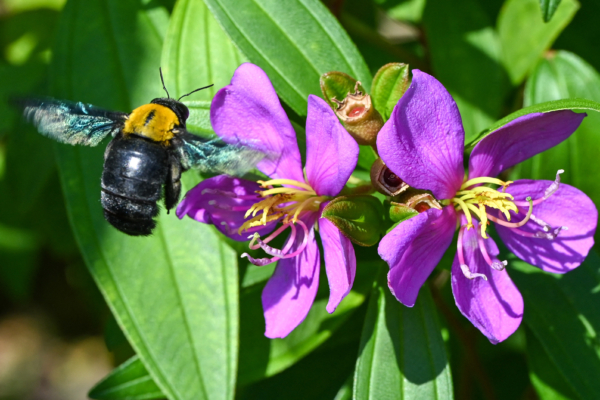 How to prevent wood bees from damaging your home: Insect experts provide advice.