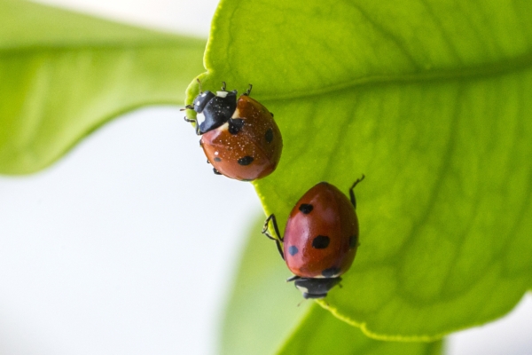 Introducing Ladybugs into Your Garden in the Summer Can Help You Solve Big Problems