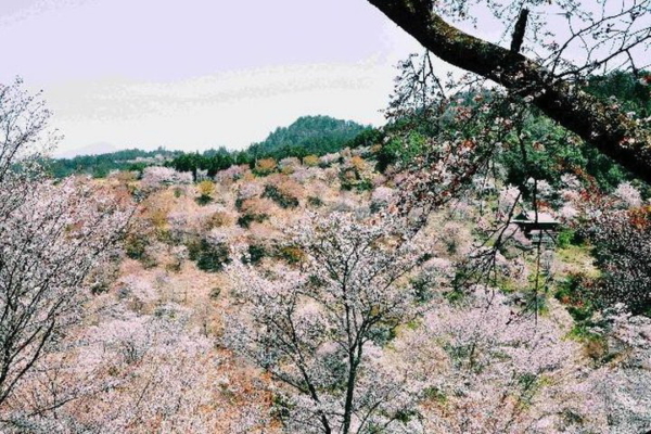 Is this a foreshock of a major earthquake? Kagoshima, Japan experiences 400 strong tremors in 5 days