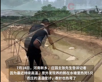 Five geese in Henan die from heatstroke in the water pond