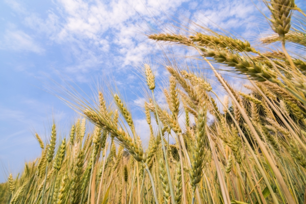 Future bread expected to be more nutritious and healthy, key secret lies in probiotics.