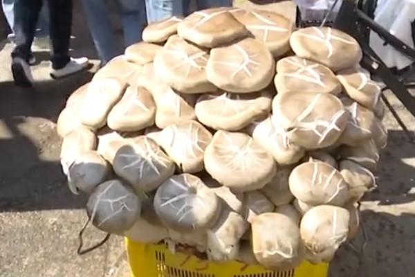 Yunnan’s 80 kg Giant “King of Mushrooms” Moved by Four People