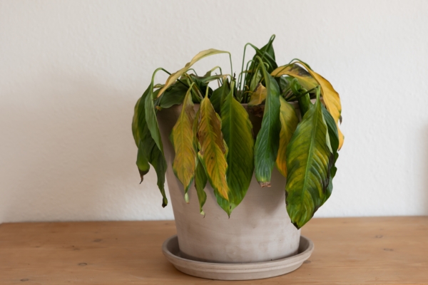 How to Save Dying Plants? Try Using Rusty Nails