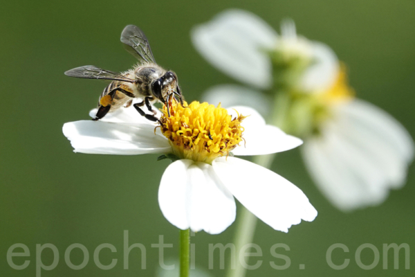 How Honey Can Resist Bacteria and Decay: Clever Methods of Bees for Preservation