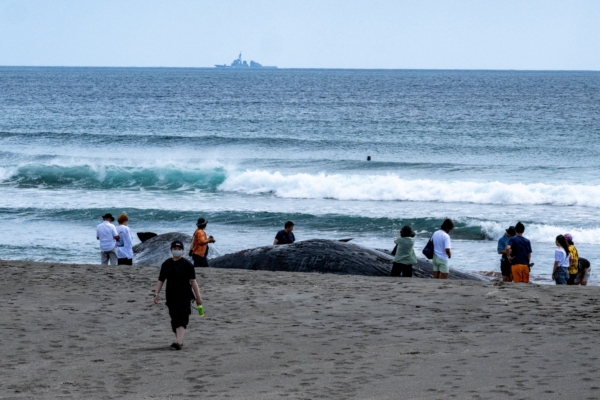 Are the Earthquakes Related? 4 Pygmy Killer Whales Stranded on Japanese Beach at the Same Time