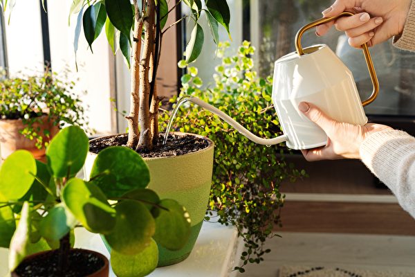 Watering Plants at the Right Time to Avoid Fungal Diseases