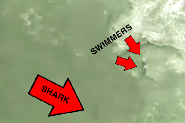 Shark spotted at Queen’s district Locke Weihai Beach, authorities urgently close off the area