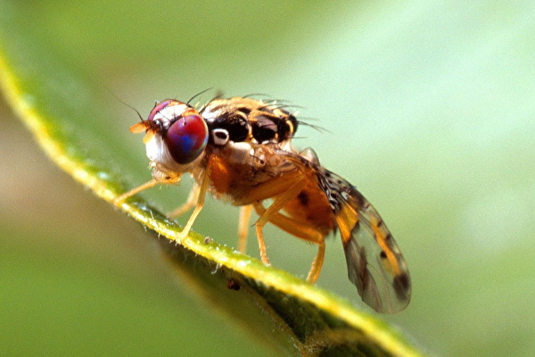 Insects Eavesdropping on Plants’ “Conversations”? New Study Reveals Astonishing Interaction