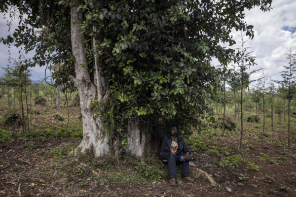 Research finds fig trees can turn carbon dioxide into rocks