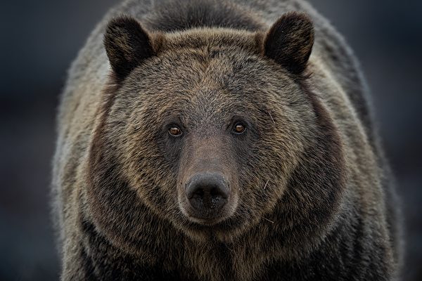 Wife Saves Husband from Two Bears Attack While Riding a Bicycle