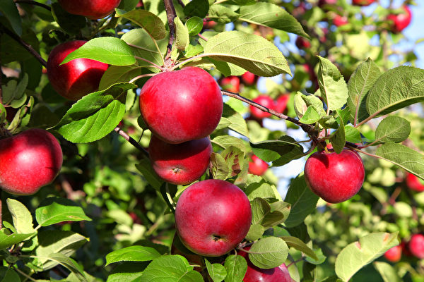 Horticulture Expert: Do Not Plant These 6 Types of Plants Near Fruit Trees
