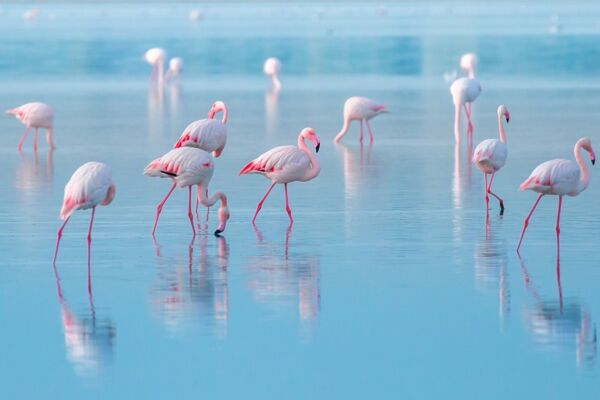 Firebirds foraging in the fields threaten rice production in Italy.