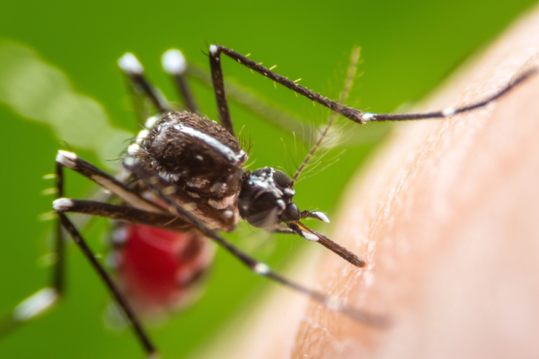 Drones Air-Drop Large Number of Mosquitoes in Hawaii – Reasons You Wouldn’t Expect