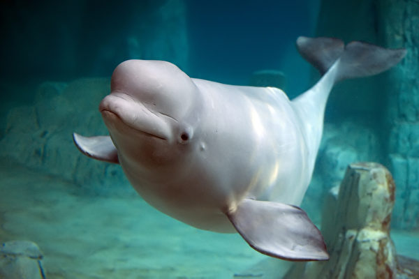 Mystery of the Sperm Whale’s Forehead: It Can Control Shape to Adjust Sound Production