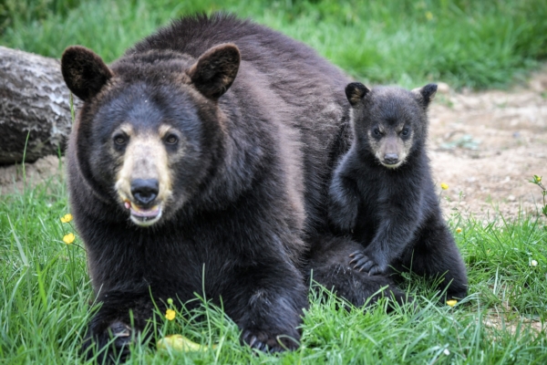 Bear mother carries two cubs swimming across reservoir, onlookers amazed.