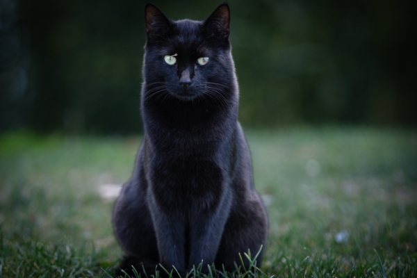 US Scientists’ Pet Cat Helps Discover New Virus