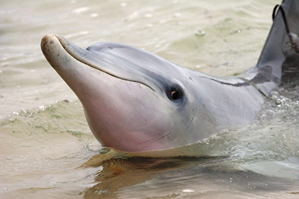 Stranded dolphin rescued in lucky incident at South Carolina Lake.