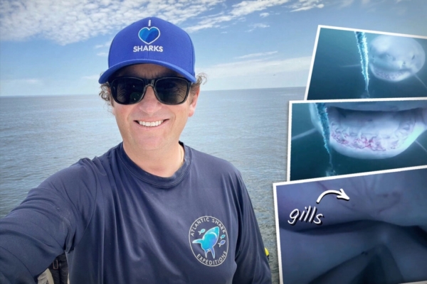 Canadian diver leads tourists to swim with sharks and take photos