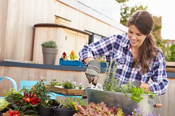 The Gardening Magic of Growing Vegetables in the Backyard – These Vegetables Thrive Best When Grown Together