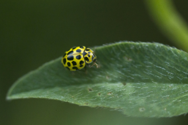 Keep this object near doors and windows to prevent ladybugs from entering your home.