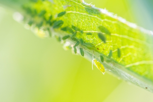Spraying this homemade solution effectively prevents plant damage by aphids.