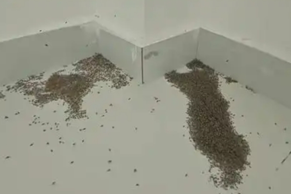 Henan: Record-breaking temperature of 44.4℃ kills a large number of mosquitoes