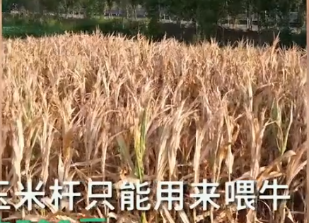 Henan experiences 46 years of high temperatures and drought, iron shovel cannot dig hard dry land.