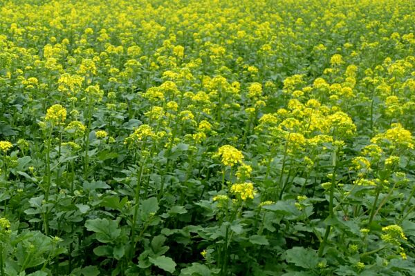Plant Mustard Greens in Your Garden and Reap Multiple Benefits