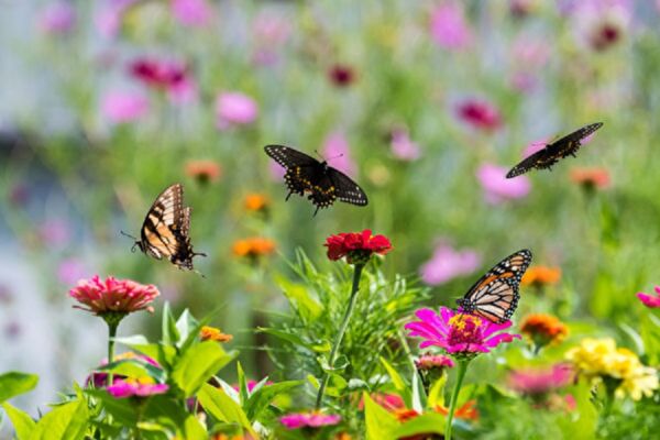 How to Attract Butterflies to Your Garden? Experts Share 5 Tips
