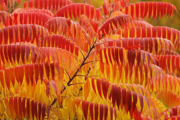 Gardening Expert Advice: Stop Planting These 5 Trees