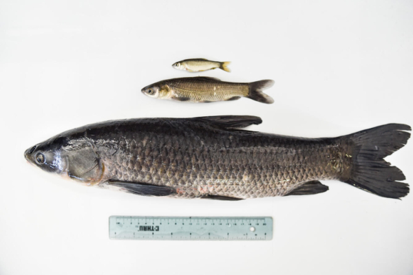Catching these fish can earn six figures: Maryland offers high rewards