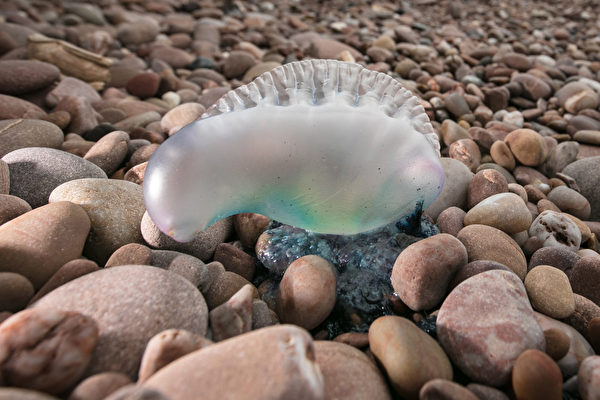 Massive Jellyfish Infestation Forces Closure of 4 French Nuclear Reactors