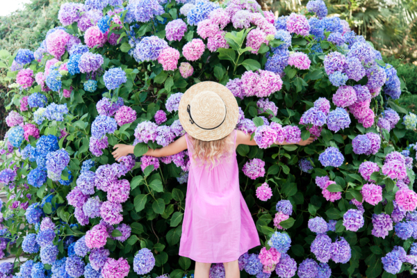 Avoid making this mistake: Bougainvillea will bloom even more beautifully next year.