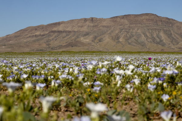 World’s Driest Desert Experiences Rare Rainfall, Blossoming into a Sea of Flowers